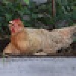 Sort of screaming chicken