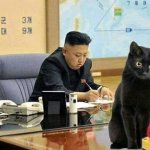 Kim-cat