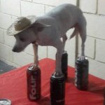 Dog Standing on Aluminum Cans