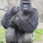 Daily Dose Of Harambe. day 2 | HARAMBE SAYS TIKTOK SHOULD BE BANNED
FOLLOW HARAMBES WORDS | image tagged in harambe | made w/ Imgflip meme maker
