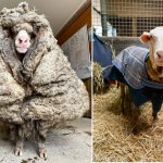 Sheep sheared and turned into a WUSS