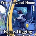 for | Free to a Good Home; Keeps Digging  Up Garden! | image tagged in for | made w/ Imgflip meme maker