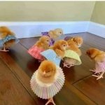 Chicks In Short Skirts meme