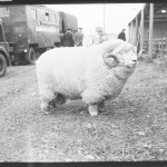 absolute unit sheep