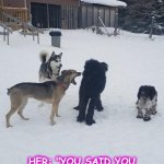 Bandyyt | TELLS THE GIRLFRIEND HE'S SICK IN BED, AND SHE CATCHES HIM HANGING OUT WITH THE GUYS..... HER: "YOU SAID YOU WERE SICK, YOU BIG FAT LIAR. NEVER CALL ME AGAIN!" | image tagged in funny,funny memes,animals,funny animals,funny animal meme | made w/ Imgflip meme maker