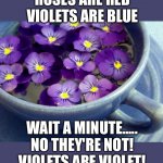 Roses are red violets are blue | ROSES ARE RED VIOLETS ARE BLUE; WAIT A MINUTE.....
NO THEY'RE NOT!
VIOLETS ARE VIOLET! | image tagged in funny,memes,meme,funny meme,funny memes,roses are red violets are blue | made w/ Imgflip meme maker