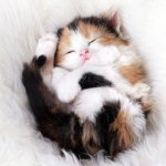 Sleeping kitty