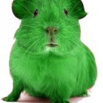 Green Guinea Pig