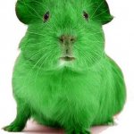 Green Guinea Pig