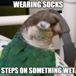 Blinking Bird | WEARING SOCKS; STEPS ON SOMETHING WET | image tagged in blinking bird | made w/ Imgflip meme maker