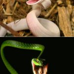 happy snake | HOW I THINK I SMILE; HOW I ACTUALLY SMILE | image tagged in happy snake | made w/ Imgflip meme maker