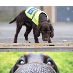 This dog is trained to sniff out X