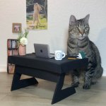 Working Cat