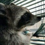 Deep thoughts raccoon