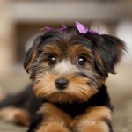 innocent looking puppy