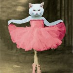 Ballet Cat meme