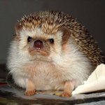 Angry Hedgehog meme