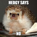 Hedgy says NO | HEDGY SAYS; NO | image tagged in angry hedgehog | made w/ Imgflip meme maker