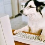 dog looking at google