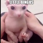 bingus moment | LOOK AT SWEET LITTLE BINGUS | image tagged in bingus moment | made w/ Imgflip meme maker