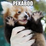 Celebratory (Red) Panda | PEKABOO | image tagged in celebratory red panda | made w/ Imgflip meme maker