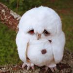 sad owl