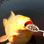 Fish with food