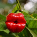 Hooker's Lips plant meme