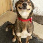 dog smiling big | HAPPY FRIDAY! | image tagged in dog smiling big | made w/ Imgflip meme maker