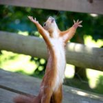 Praise Squirrel | WHEN MOM MAKES PIZZA ROLES: | image tagged in praise squirrel | made w/ Imgflip meme maker