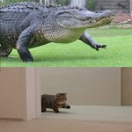 crocodile and cat