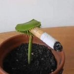 Smoking flytrap