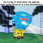 lol | me trying to think what the species their gonna focus on in a lion documentary | image tagged in spongebob thinking cap | made w/ Imgflip meme maker