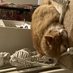 Cat Lap Skeleton