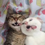 Crazy kittens meme