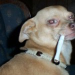 Smoking Chihuahua