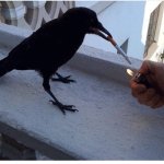 Smoking Crow