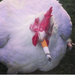Smoking Chicken