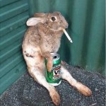 Rabbit Smoking with a beer