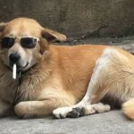 Smoking Dog with Sunglasses