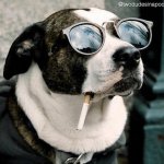 Smoking Dog with Sunglasses 2