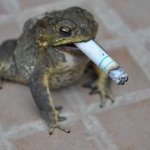 Smoking Frog meme