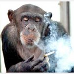 Monkey Smoking