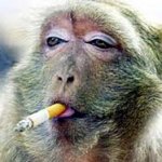 Monkey Smoking 3