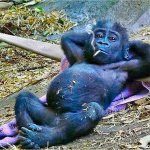 Smoking baby gorilla