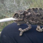 Smoking chameleon