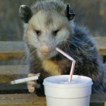 Smoking opossum