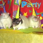 Rat party!