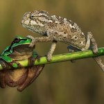 Chameleon shutting up frog