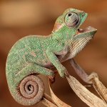 Chameleon eye roll